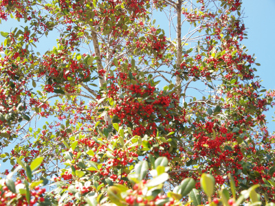 [This tree is very similar to the Dahoon holly, but its leaves are a little shorter and are more yellow-green than the dark green of the Dahoon holly. This is a zoomed out view of a large tree laden with red berries.]